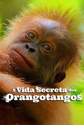 A Vida Secreta dos Orangotangos Torrent